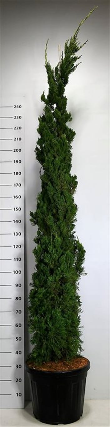 Juniperus chin. 'Kaizuka' - 250-275 CM in Cont.